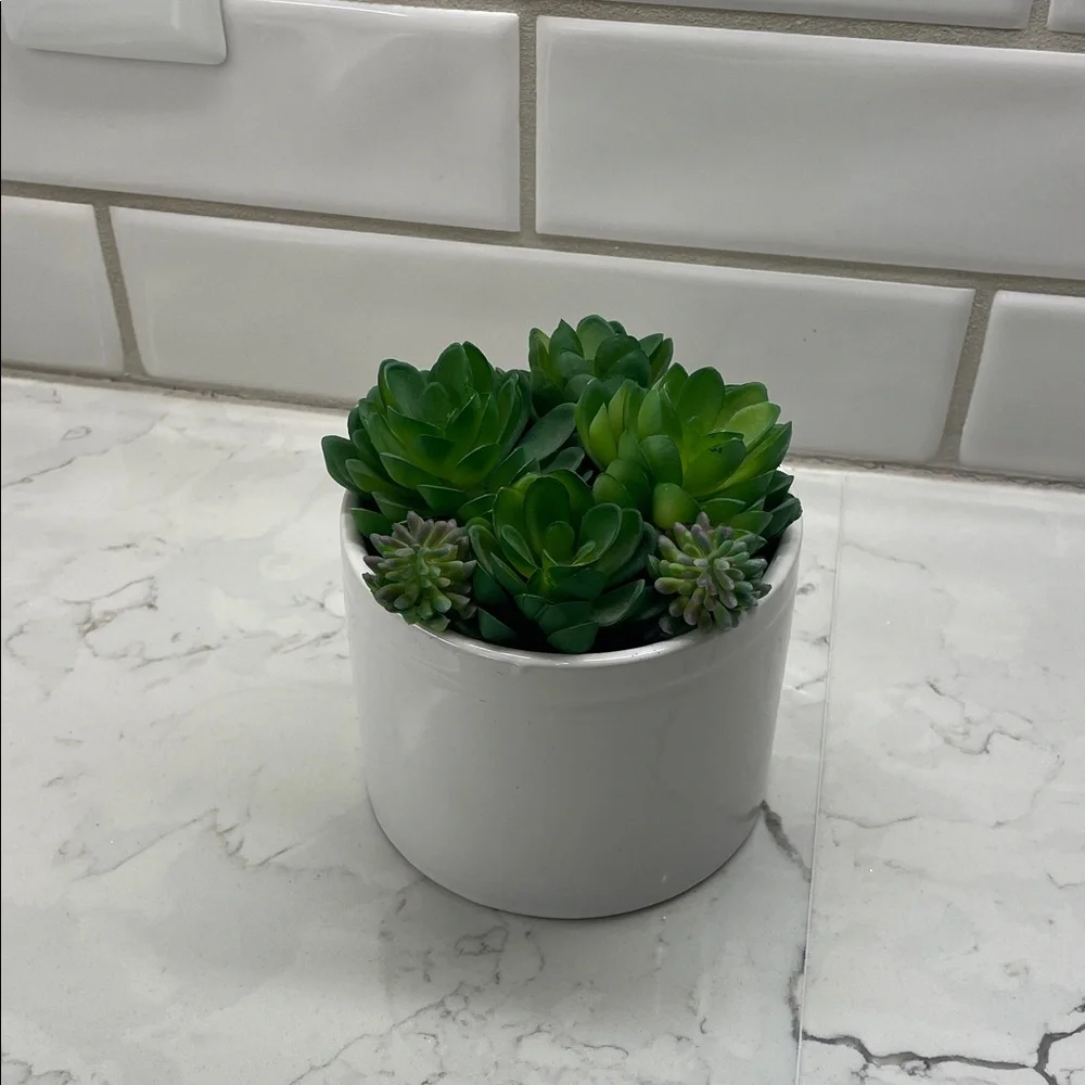 Green Succulent Arrangement in White Ceramic Pot